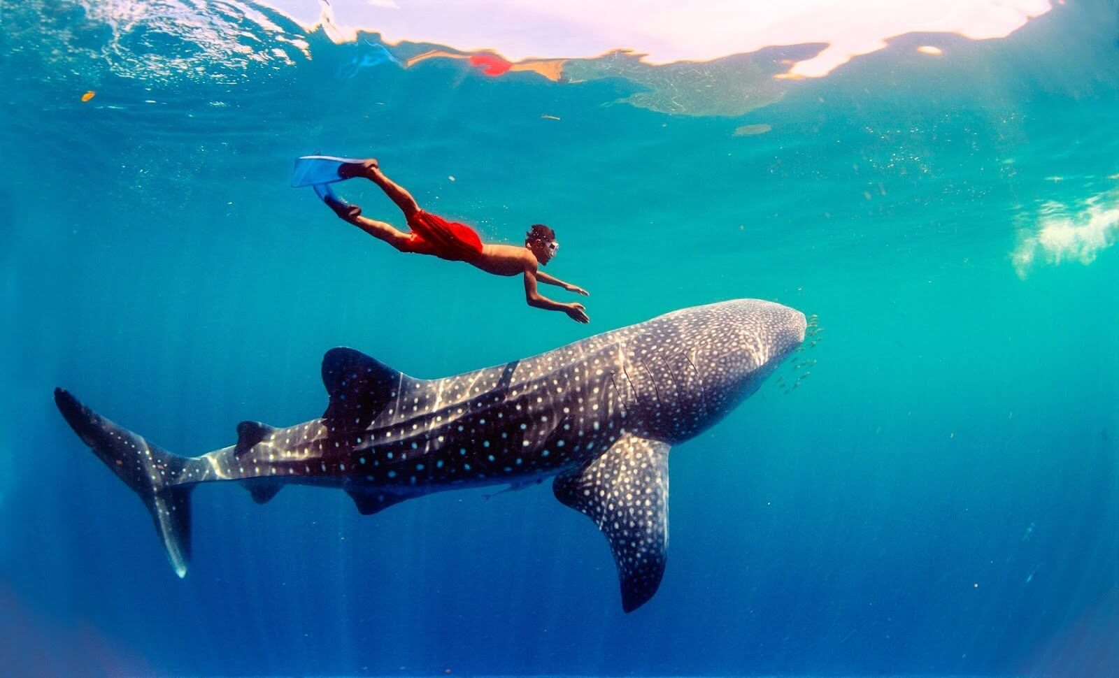 菲律宾鲸鲨