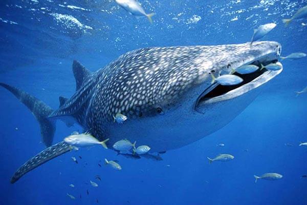 菲律宾稀有野生动物,最后一种你一定没见过!