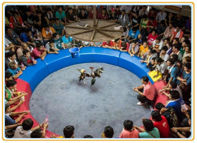 菲律宾的国粹娱乐是"斗鸡"